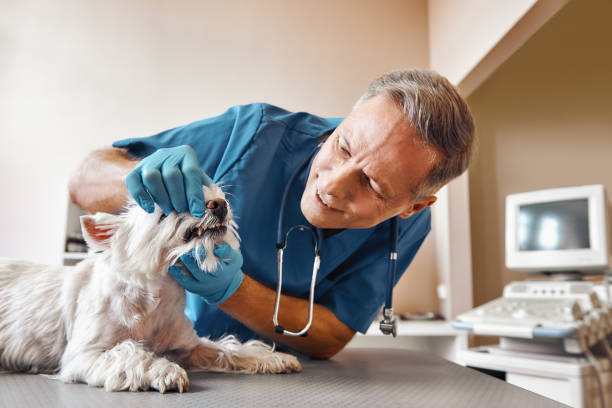 Best 24-Hour Emergency Dentist in Litchfield, IL